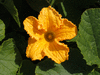 Cucurbita maxima Berrettina piacentina; fleurs-M