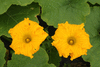 Cucurbita maxima Berrettina piacentina; fleurs-M