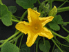 Cucurbita maxima Pro gold brand; fleurs-M