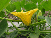 Cucurbita maxima Pro gold brand; fleurs-M