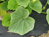 Cucurbita maxima Pro gold brand; feuilles