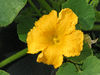 Cucurbita maxima Gele centenaar; fleurs-M