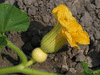 Cucurbita maxima Gele centenaar; fleurs-F