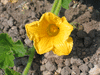 Cucurbita maxima Gele centenaar; fleurs-F