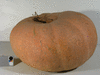 Cucurbita maxima Gele centenaar; fruits