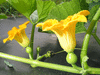 Cucurbita maxima Rainbow; fleurs-F