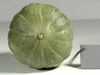 Cucurbita maxima Bohemian; ombilics