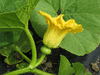 Cucurbita maxima Bohemian; fleurs-F