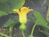 Cucurbita maxima Ironbark; fleurs-F