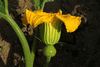 Cucurbita maxima Ironbark; fleurs-F