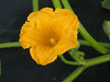 Cucurbita maxima Garbo; fleurs-M