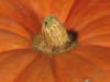 Cucurbita maxima Garbo; pedoncules