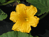 Cucurbita maxima Rode chinese tulband; fleurs-M