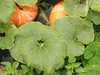 Cucurbita maxima Rode chinese tulband; feuilles