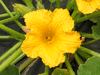 Cucurbita maxima Meruhen; fleurs-M