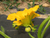 Cucurbita maxima Mooregold; fleurs-F