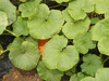 Cucurbita maxima Mooregold; feuilles