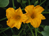 Cucurbita maxima Kururu; fleurs-M