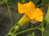 Cucurbita maxima Kururu; fleurs-F