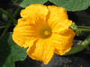 Cucurbita maxima Titan; fleurs-M