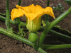Cucurbita maxima Titan; fleurs-F