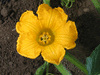 Cucurbita maxima Titan; fleurs-F