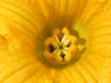 Cucurbita maxima Titan; fleurs-F