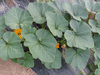 Cucurbita maxima Titan; feuilles