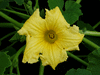 Cucurbita maxima Green gold; fleurs-F