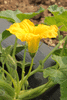 Cucurbita maxima Green gold; fleurs-M