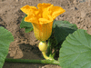 Cucurbita maxima America; fleurs-F