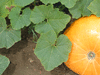 Cucurbita maxima America; feuilles