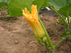 Cucurbita maxima Odawa's runner; fleurs-F