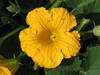 Cucurbita maxima Aconcagua; fleurs-M