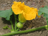 Cucurbita maxima Aconcagua; fleurs-F