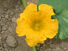 Cucurbita maxima Aconcagua; fleurs-F