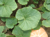 Cucurbita maxima Aconcagua; feuilles