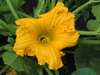 Cucurbita maxima Kindred; fleurs-F