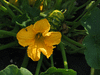 Cucurbita maxima Kindred; fleurs-M