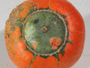 Cucurbita maxima Kindred; ombilics