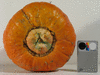 Cucurbita maxima Kindred; ombilics