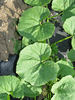 Cucurbita maxima Hokoko Kurodane; feuilles