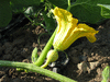 Cucurbita maxima Hokoko Kurodane; fleurs-F