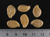 Cucurbita maxima Hokoko Kurodane; graines
