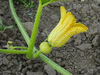 Cucurbita maxima Geneve; fleurs-F