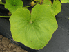 Cucurbita maxima Geneve; feuilles