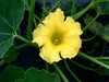 Cucurbita maxima Emu seven; fleurs-M