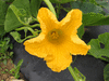 Cucurbita maxima Emu seven; fleurs-F