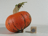 Cucurbita maxima Emu seven; fruits