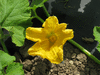 Cucurbita maxima Ethiopial; fleurs-F